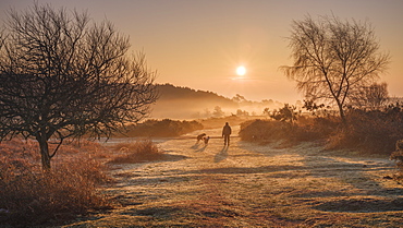 Winter sunrise dog walk in the mist on the heathland of Woodbury Common, near Exmouth, Devon, England, United Kingdom, Europe