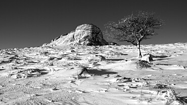 Hawthorn and Haytor Rocks in snow, Haytor, Bovey Tracey, Devon, England, United Kingdom, Europe