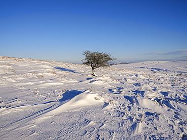 Hawthorn in snow, Haytor, Bovey Tracey, Devon, England, United Kingdom, Europe