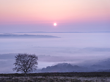 A soft and misty sunrise over Yarner Wood, Dartmoor National Park, Bovey Tracey, Devon, England, United Kingdom, Europe