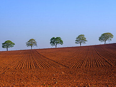 Spring foliage on line of trees beyond freshly ploughed field at Dart's Farm, Topsham, Devon, England, United Kingdom, Europe