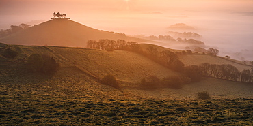 Misty sunrise over the distinctive pine topped Colmer's Hill near Bridport, Dorset, England, United Kingdom, Europe