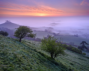 Misty dawn twilight over the distinctive pine topped Colmer's Hill near Bridport, Dorset, England, United Kingdom, Europe