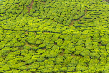 A tea plantation in Cameron Highlands, Pahang, Malaysia, Southeast Asia, Asia