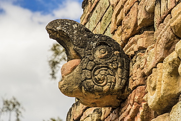 The screaming Macaw on Ball Court in Copan Ruins, UNESCO World Heritage Site, Copan, Honduras, Central America