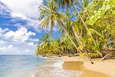 Punta Uva beach in Puerto Viejo, Limon, Costa Rica, Central America