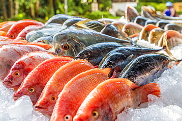 Fresh fish ready to barbecue in Kata, Phuket, Thailand, Southeast Asia, Asia