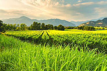 Vineyard in Franciacorta, Italy, Europe