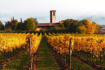 Vineyard during autumn in Franciacorta, Italy, Europe