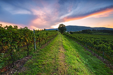 Vineyard at sunset in Franciacorta, Italy, Europe