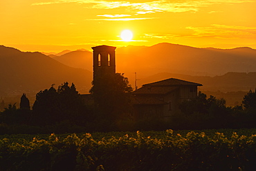 Vineyard at sunset in Franciacorta, Italy, Europe