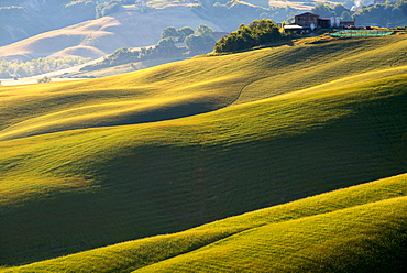 Tuscan Hills, Asciano, Tuscany, Italy, Europe