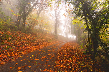 Atmospheric autumn road in Brescia Prealpi in autumn season, Brescia Province, Lombardy, Italy, Europe