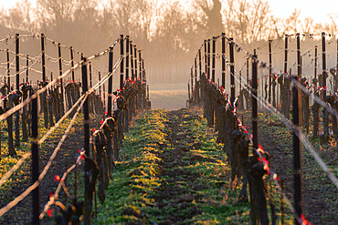 Sunset in the vineyards of Franciacorta, Brescia province, Lombardy district, Italy, Europe