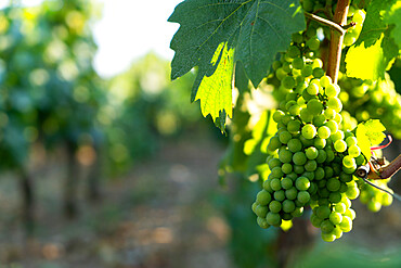 Summer season in the vineyards of Franciacorta in Brescia province, Lombardy district, Italy, Europe