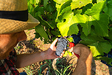 Grape harvest in Franciacorta in summer season, Brescia province in Lombardy district, Italy, Europe