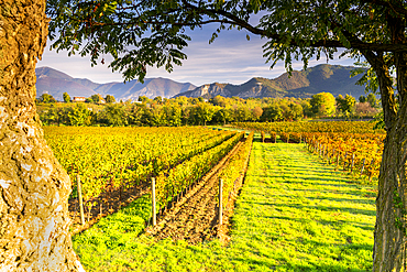 Landscape of Franciacorta region in Brescia province, Lombardy, Italy, Europe