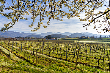 Landscape of Franciacorta region in Brescia province, Lombardy, Italy, Europe