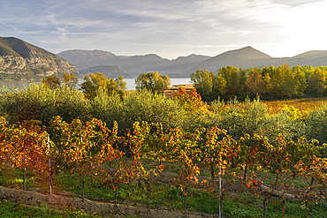 Landscape of Franciacorta region in Brescia province, Lombardy, Italy, Europe