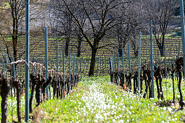 Spring season in the vineyards of Franciacorta, Brescia province, Lombardy district, Italy, Europe