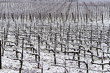 Winter Landscape in Franciacorta Country area, Brescia province, Lombardy, Italy, Europe