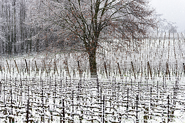 Winter Landscape in Franciacorta Country area, Brescia province, Lombardy, Italy, Europe