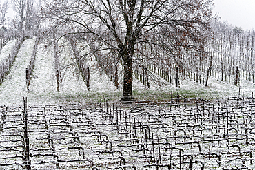 Winter Landscape in Franciacorta Country area, Brescia province, Lombardy, Italy, Europe