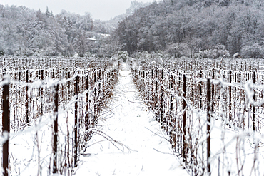 Winter Landscape in Franciacorta Country area, Brescia province, Lombardy, Italy, Europe