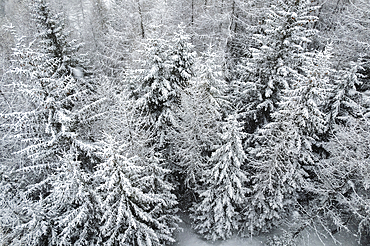 Winter snow in Italian Alps, with Mountain of Ponte di Legno in Brescia province, Lombardy, Italy, Europe