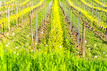 Spring season in Franciacorta district area, Brescia province in Lombardy district, Italy.