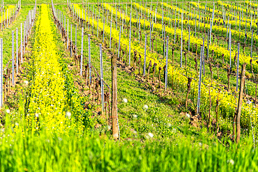 Spring season in Franciacorta district area, Brescia province in Lombardy district, Italy.