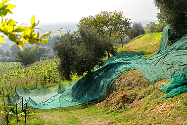 Harvesting of Olives in Franciacorta district area, Brescia province in Lombardy, Italy.