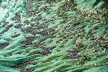 Harvesting of Olives in Franciacorta district area, Brescia province in Lombardy, Italy.