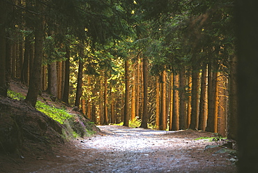 Along the path in the woods, Val Camonica, Brescia province, Lombardy, Italy, Europe