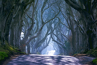 The Dark Hedges in North Ireland, Ballymoney, Ulster, Northern Ireland, United Kingdom, Europe