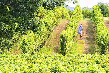 Woman immersed in the vineyards of Franciacorta, Brescia province, Lombardy, Italy, Europe