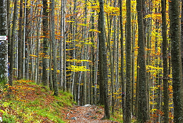 Autumn in Tosco Emiliano Apennines, Apuan Alps, Lizzano in Belvedere, Emilia Romagna, Italy, Europe