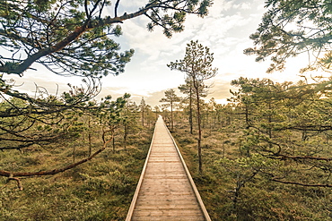 Lahemaa National Park early in the morning in autumn, northern Estonia, Europe