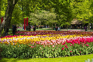 Tulip fields and flowers in Kuekenhof in Lisse, South Holland, The Netherlands, Europe