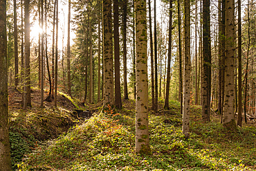 Forest in Uetliberg in Leipzig