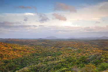 The forest of Cuba at sunset, Havana district, Cuba, West Indies, Caribbean, Central America