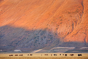 Horses grazing on the slopes of Mount Vettore, Sibillini Mountains National Park, Umbria, Italy, Europe