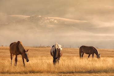 Horses grazing in the national park of the Sibillini mountains, Castelluccio di Norcia, Umbria, Italy, Europe