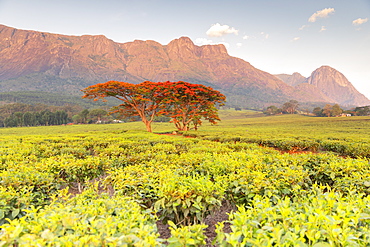 Cultivation of tea in the south of Malawi, East Africa, Africa