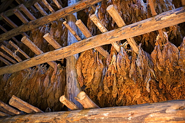 Tobacco farm for Cuban cigars in Vinales, Cuba, West Indies, Caribbean, Central America