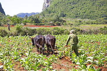 Tobacco farm for Cuban cigars in Vinales, Cuba, West Indies, Caribbean, Central America