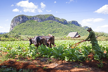 Tobacco farm for Cuban cigars in Vinales, Cuba, West Indies, Caribbean, Central America