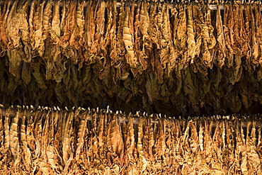 Tobacco farm for Cuban cigars in Vinales, Cuba, West Indies, Caribbean, Central America