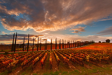 Vineyards of Sagrantino di Montefalco in autumn, Umbria, Italy, Europe