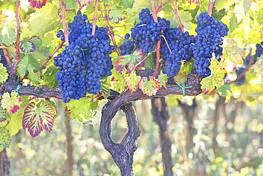 Vineyards of Sagrantino di Montefalco in autumn, Umbria, Italy, Europe